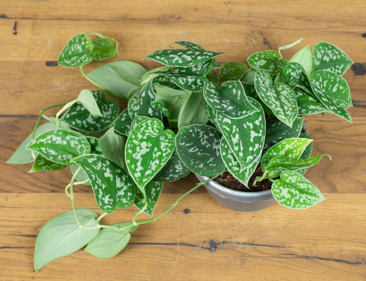 Сциндапсус pictus 15/40