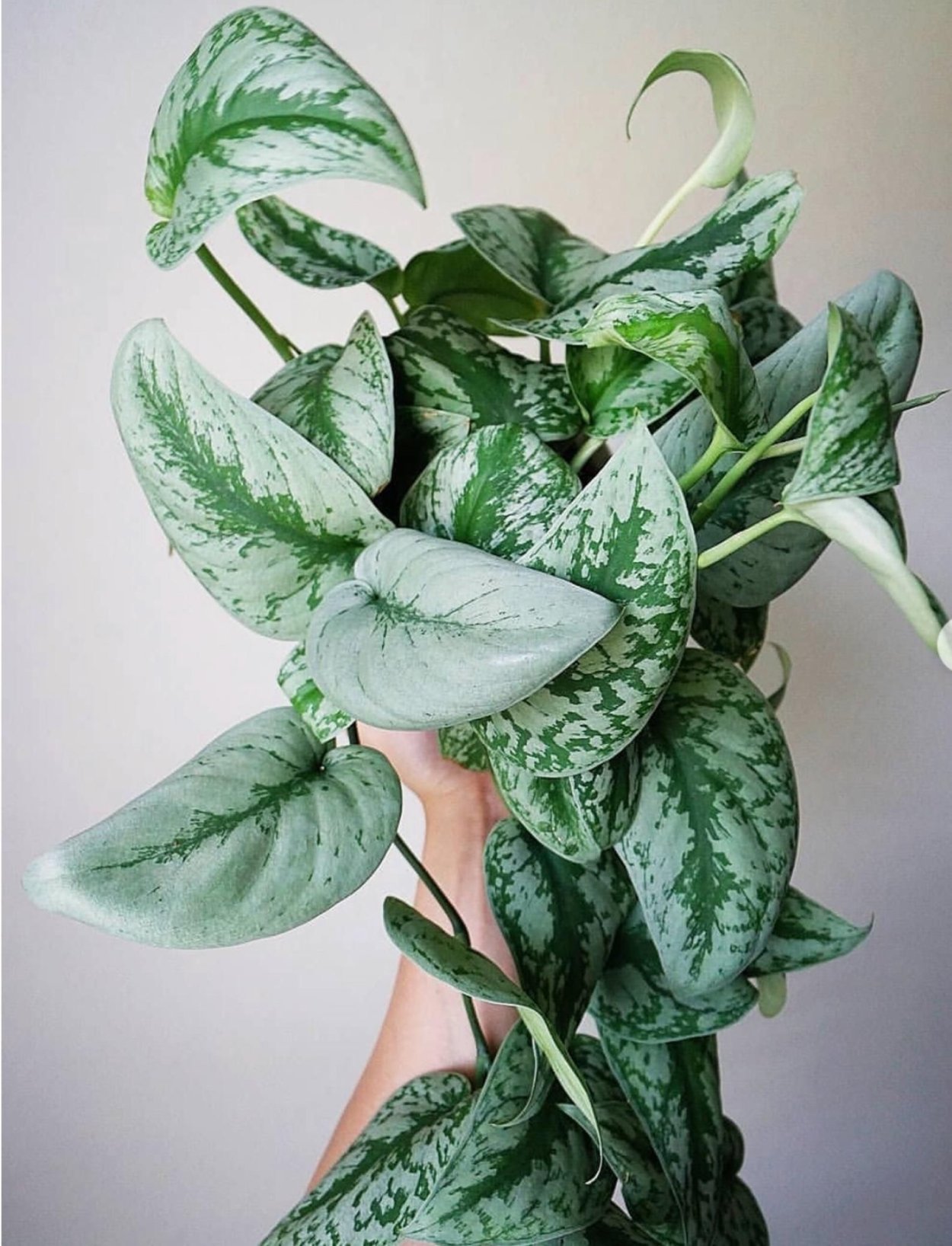 Эпипремнум золотистый Epipremnum Aureum