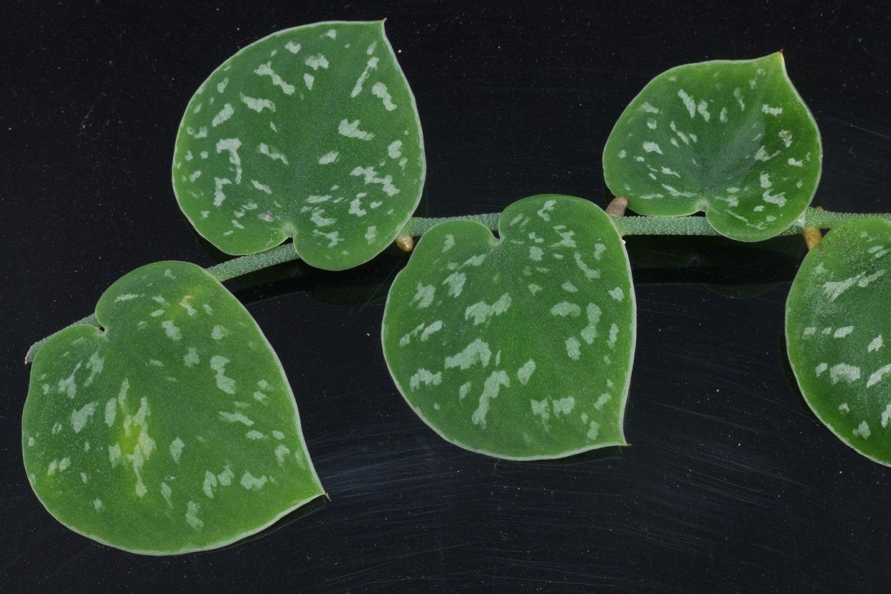 Сциндапсус рисунок