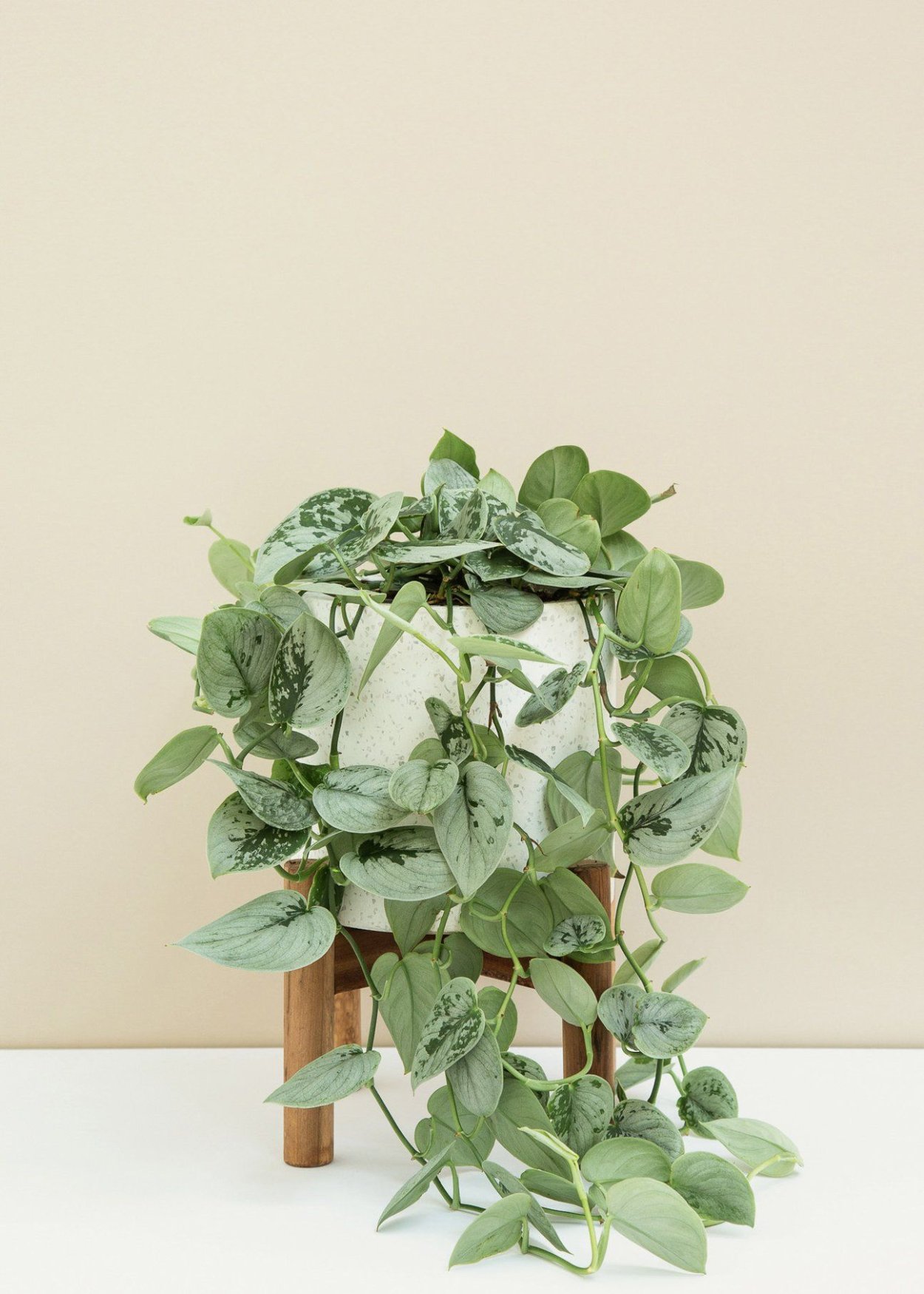 Сциндапсус на стене