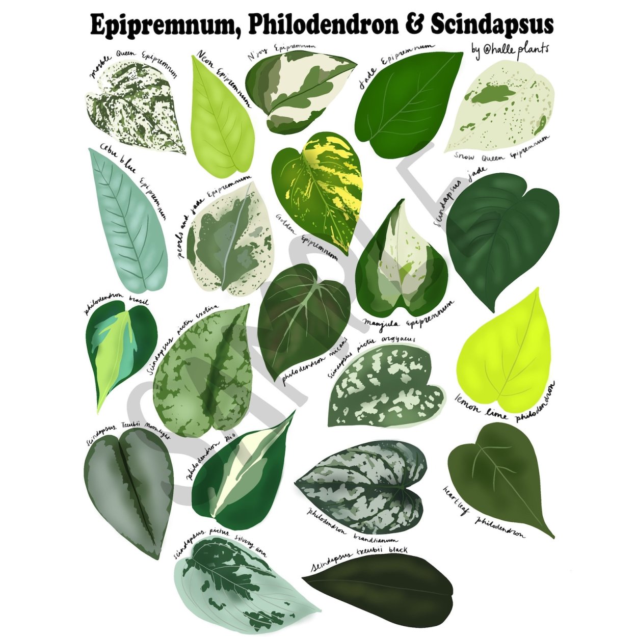 Эпипремнум и Филодендрон