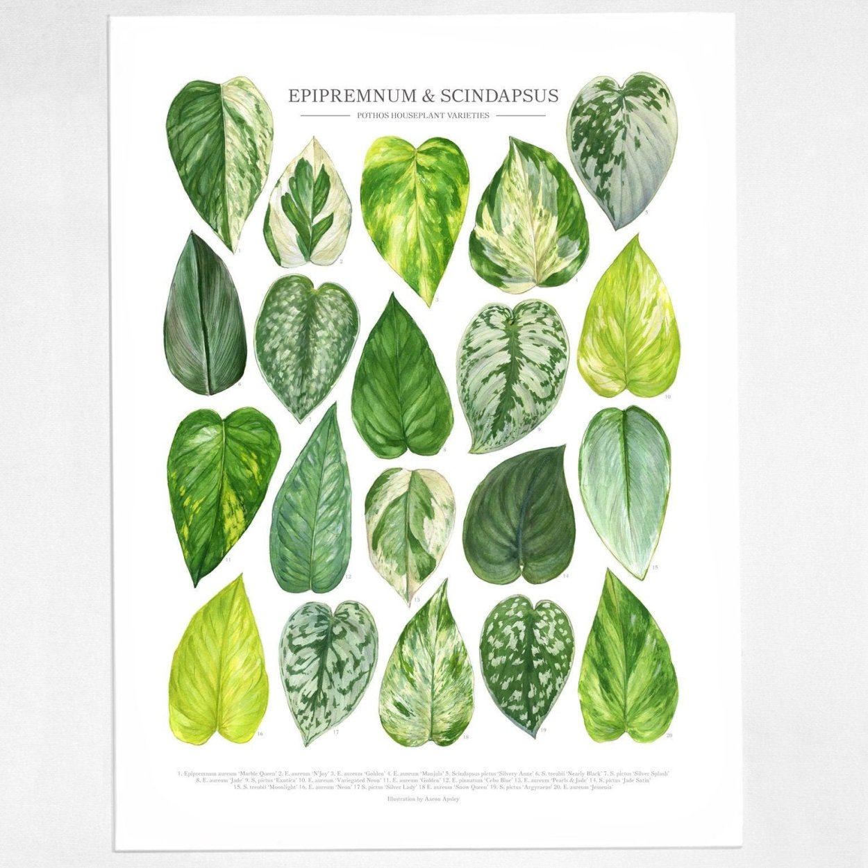 Сциндапсус Пиктус