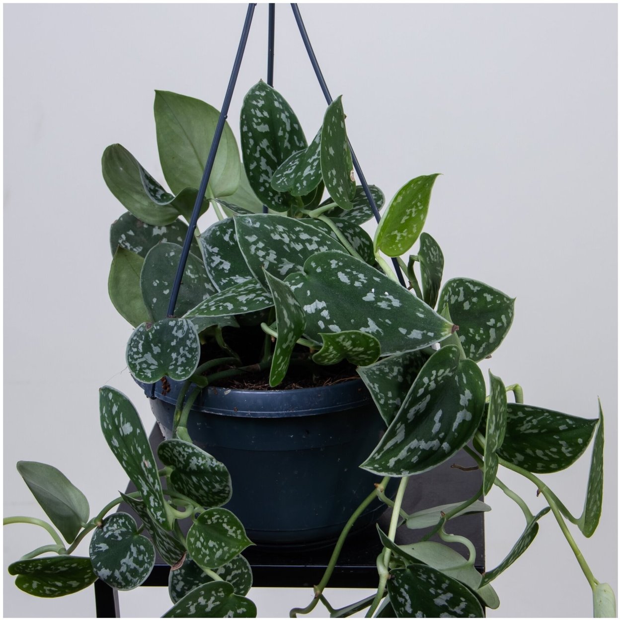 Эпипремнум Голден Лотос