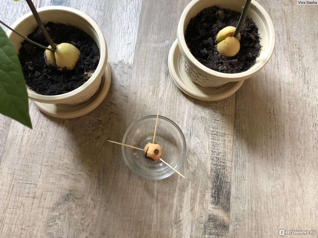 Плод авокадо с проросшей косточкой