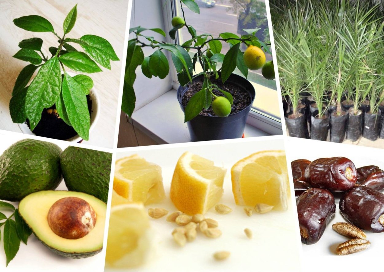 Пророщенный авокадо