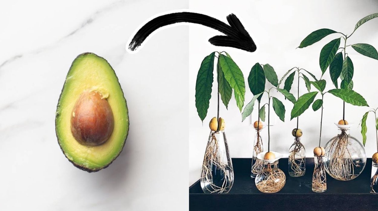 Авокадо из косточки плодоносит
