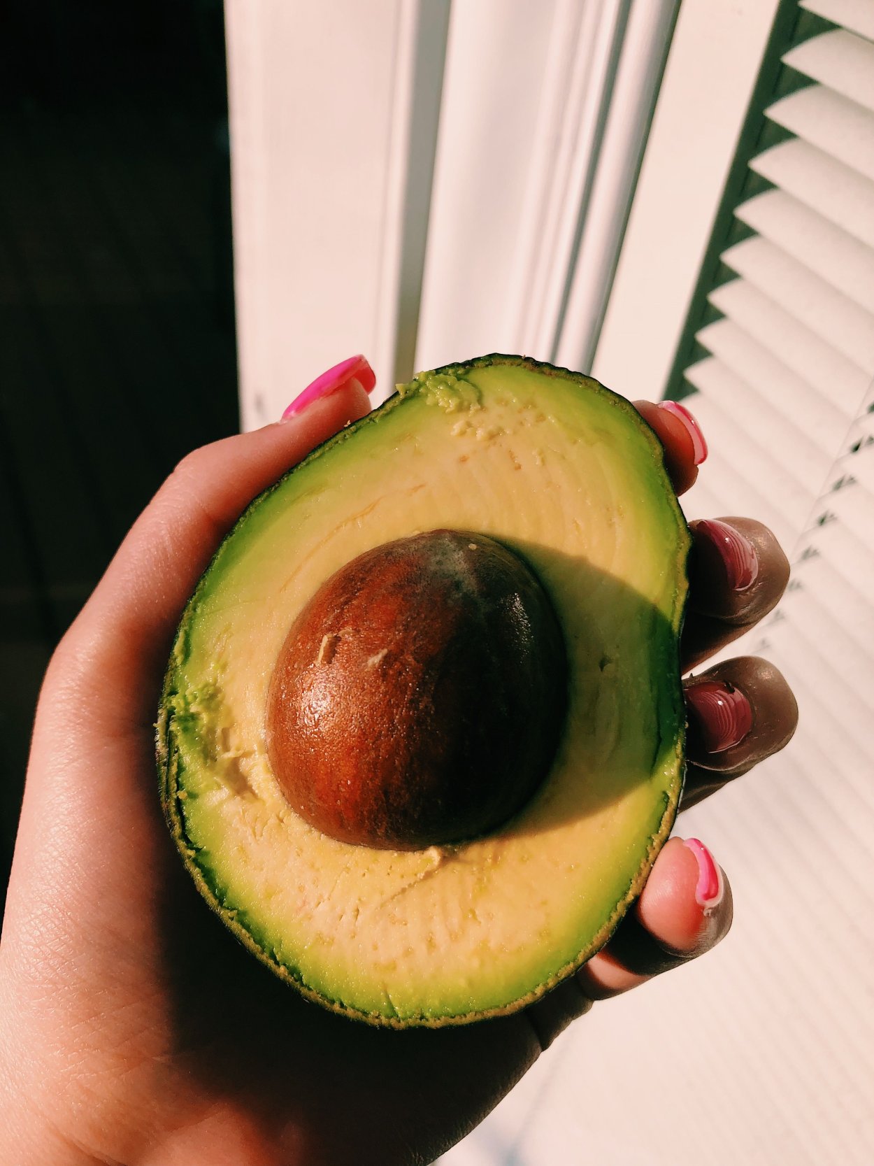 Авокадо саженец