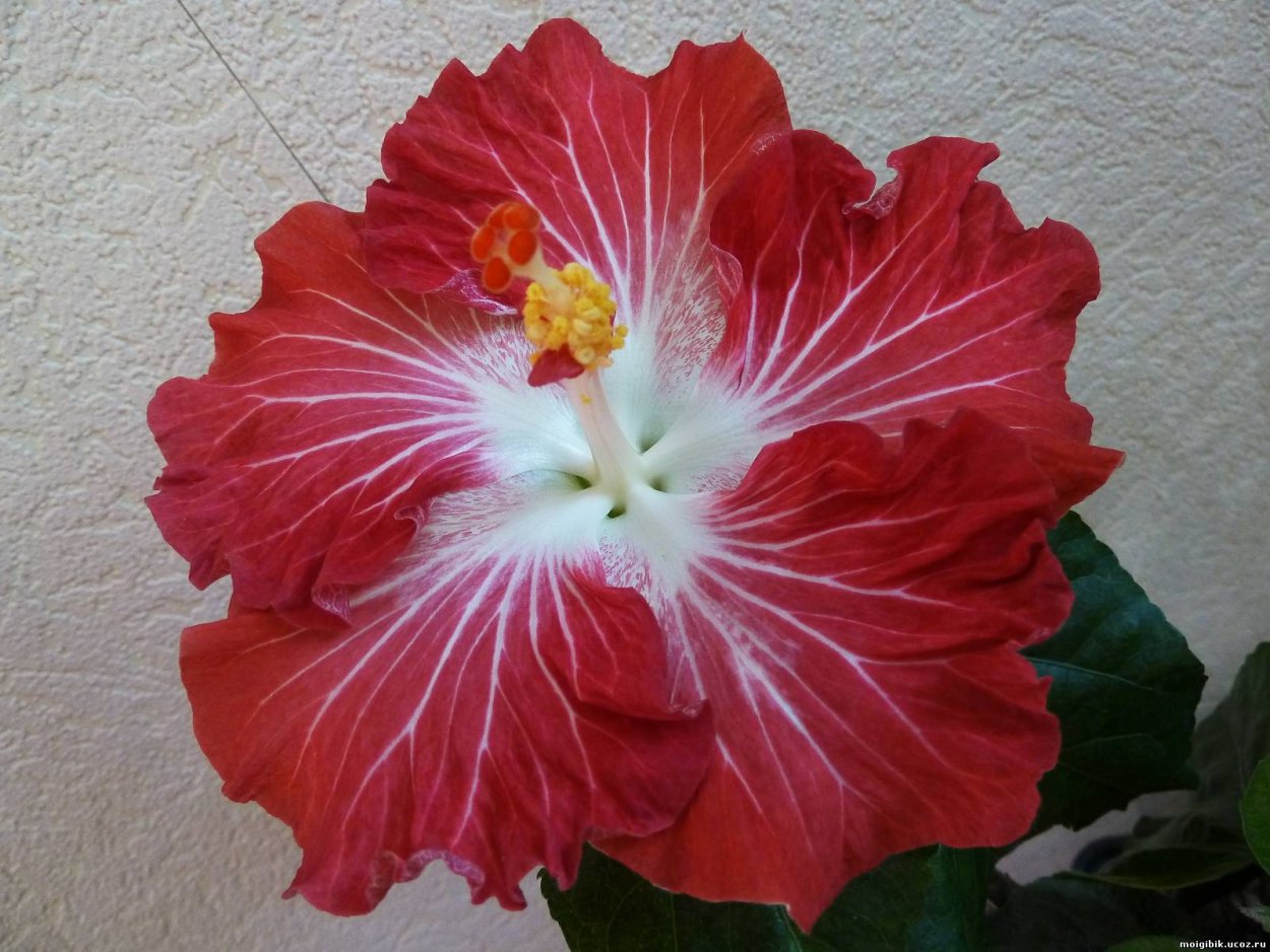 Гибискус Бен Лексен