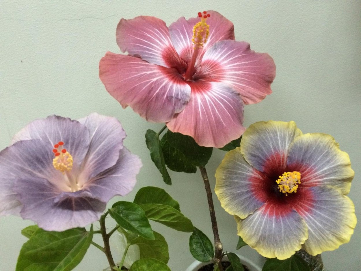 Гибискус Wolfman