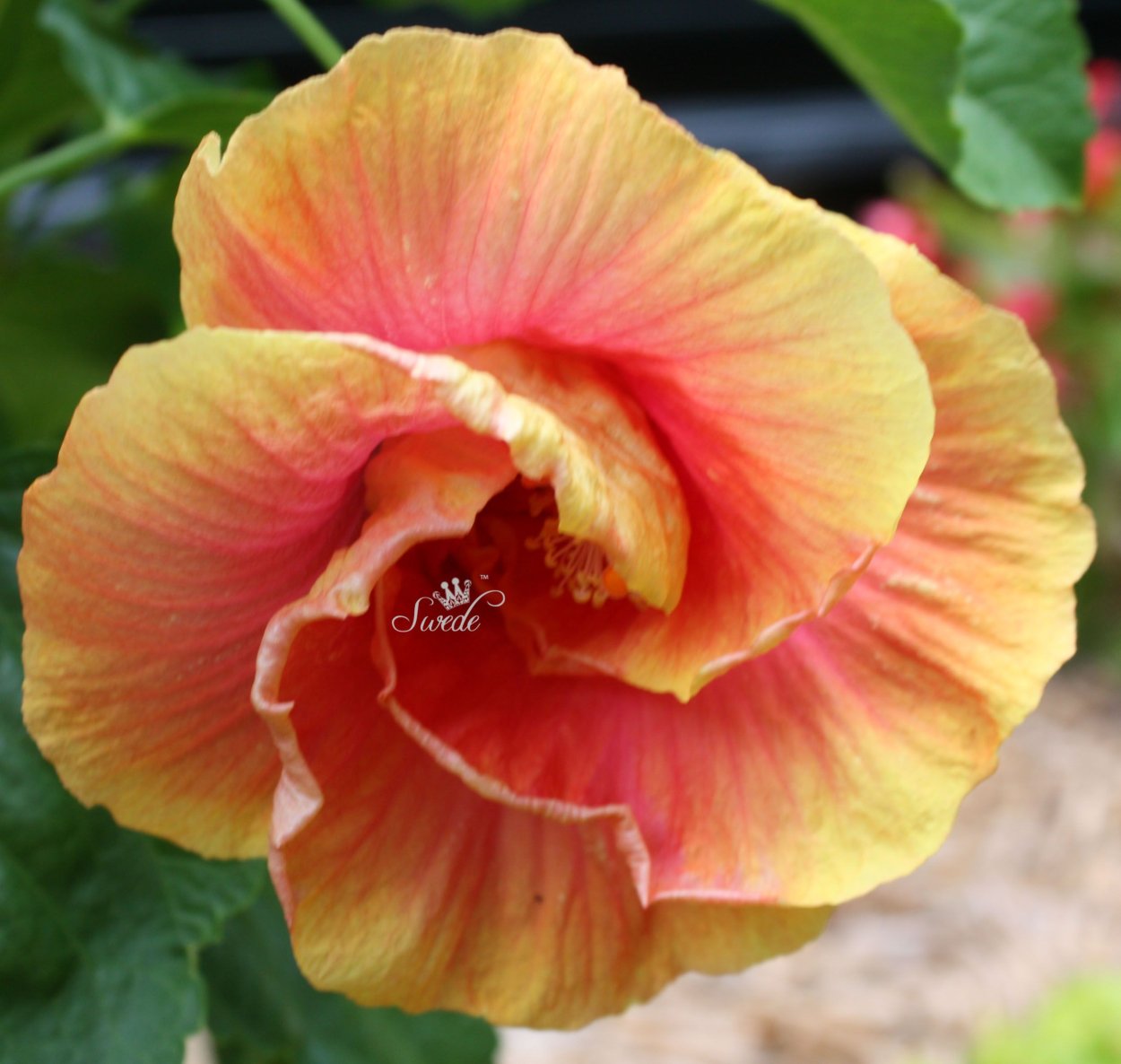 Гибискус bon Temps