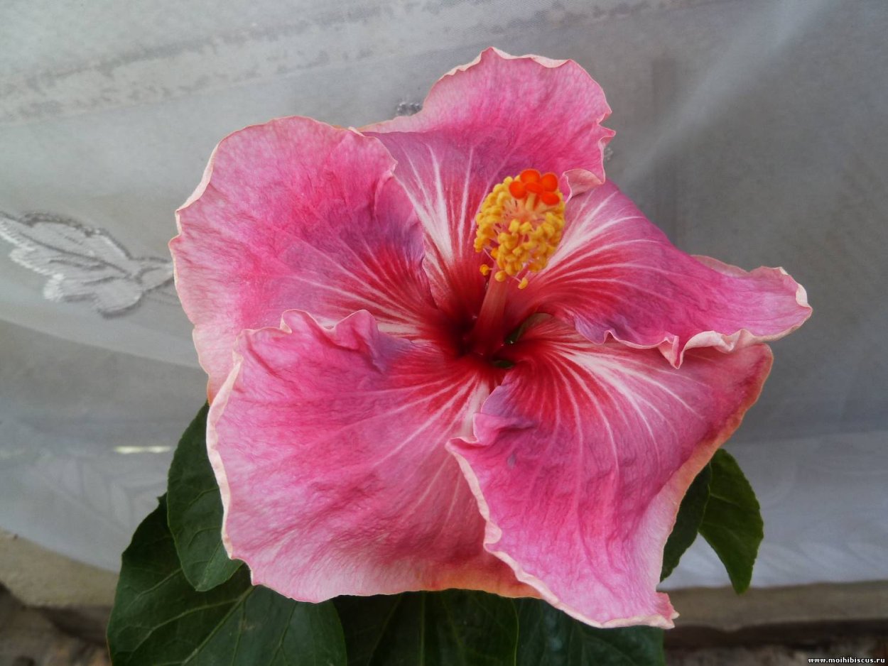 Гибискус ТАИТИАН черри блоссом