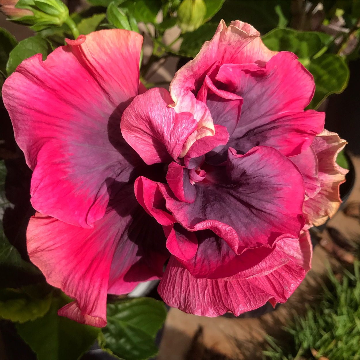 Индиан Брайд гибискус