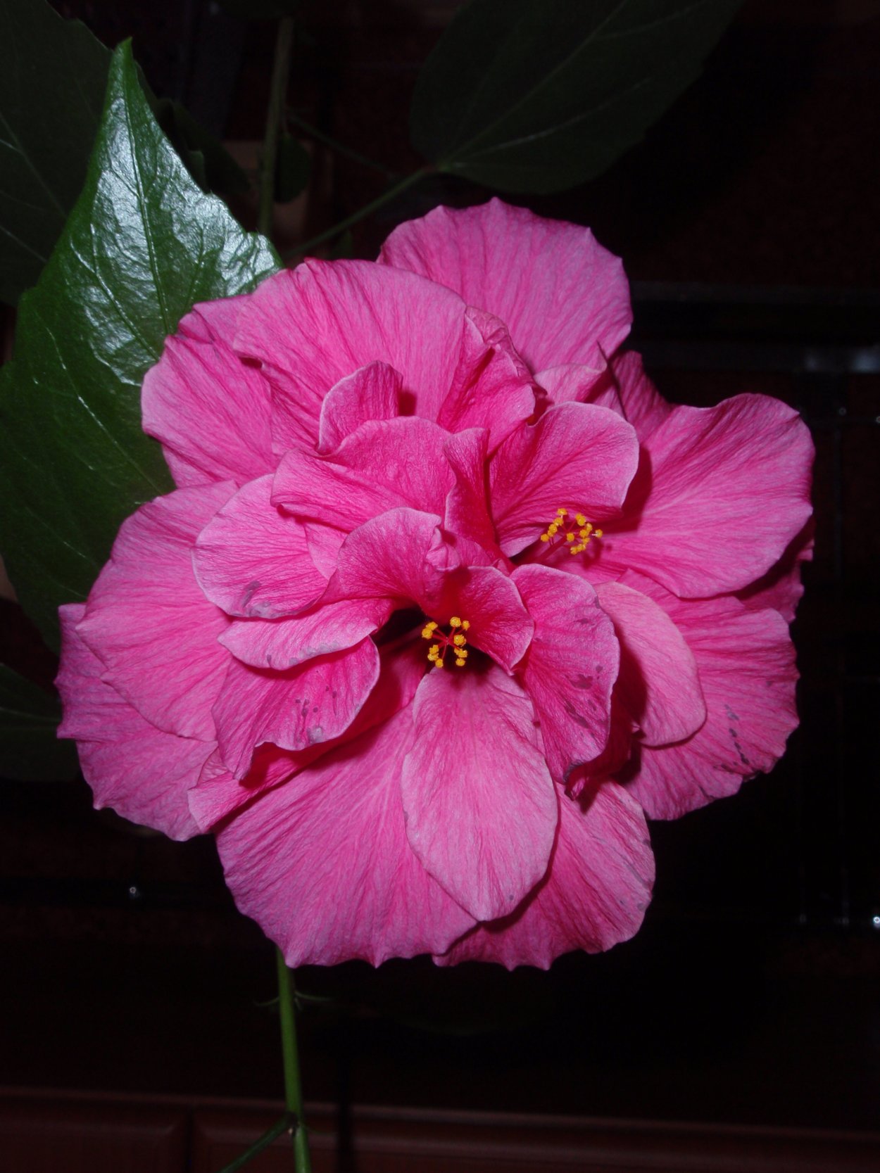 Гибискус Acadian Jewel