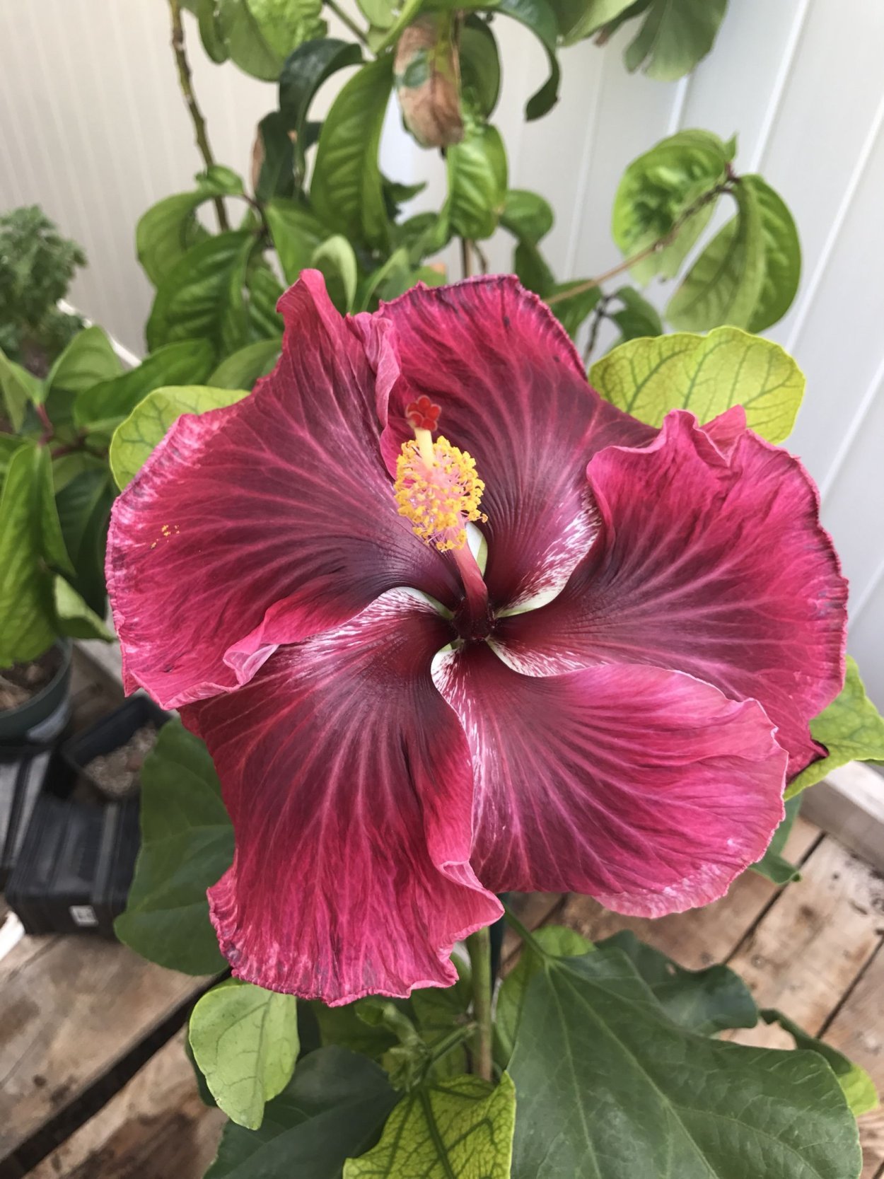 Гибискус Зарагоза