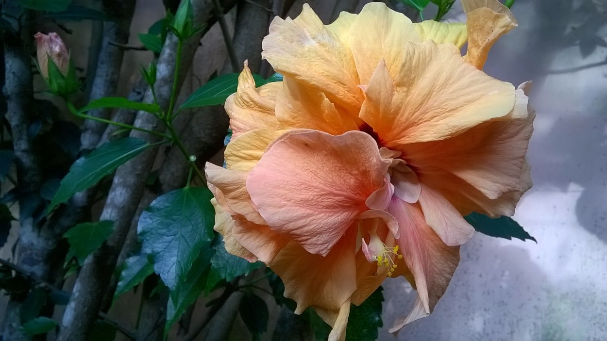 Гибискус леди креолка