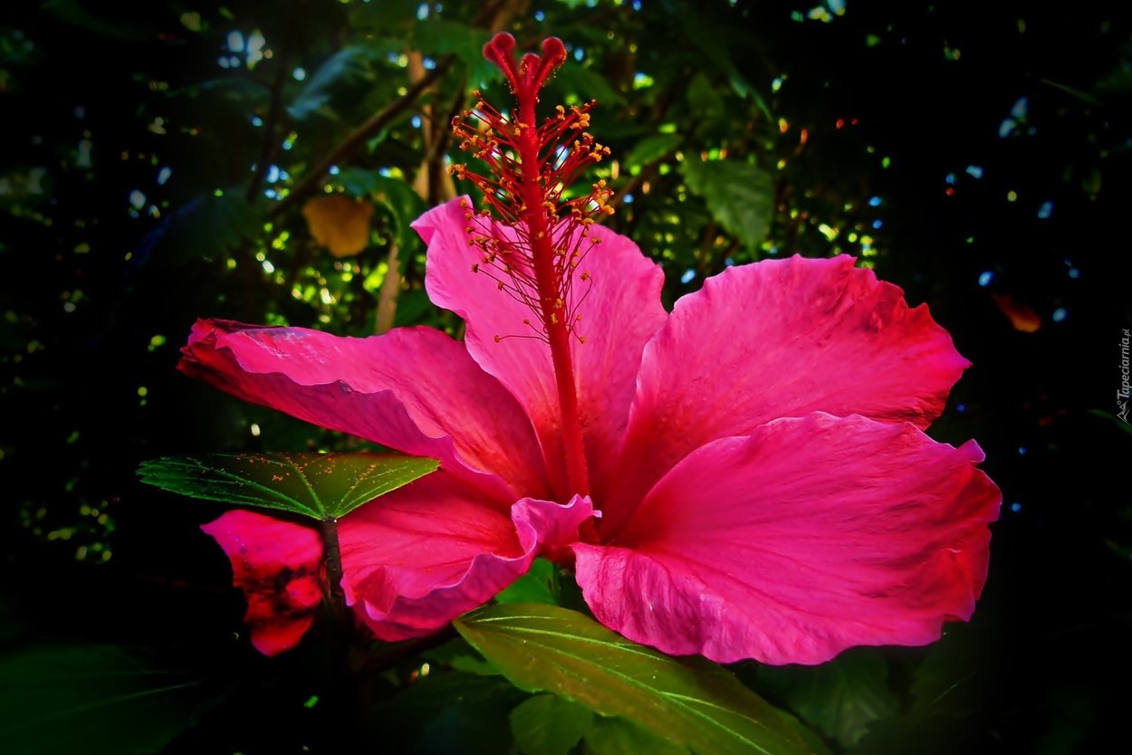 Махровые сортовые гибискусы