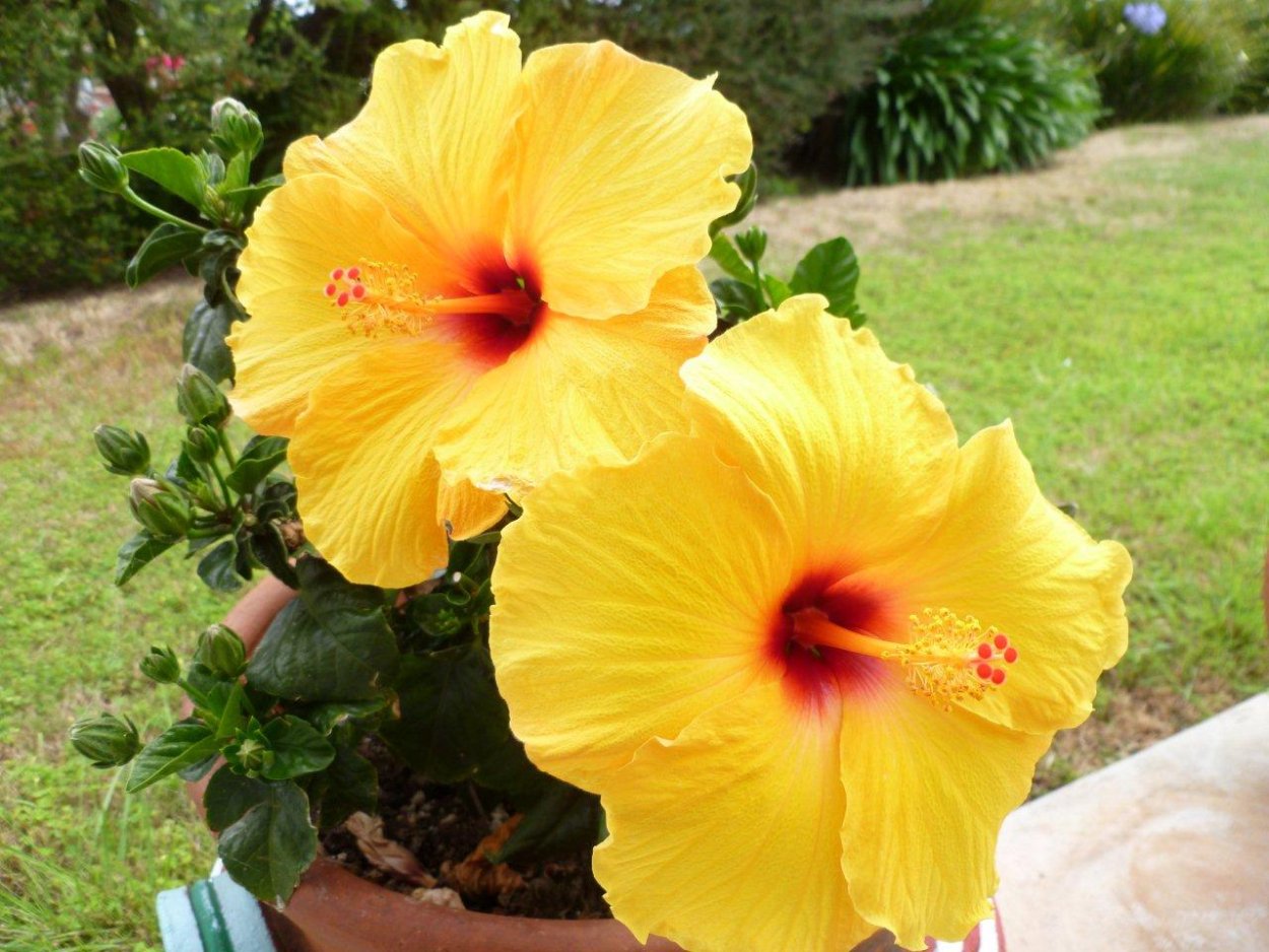 Гибискус адонис Перл