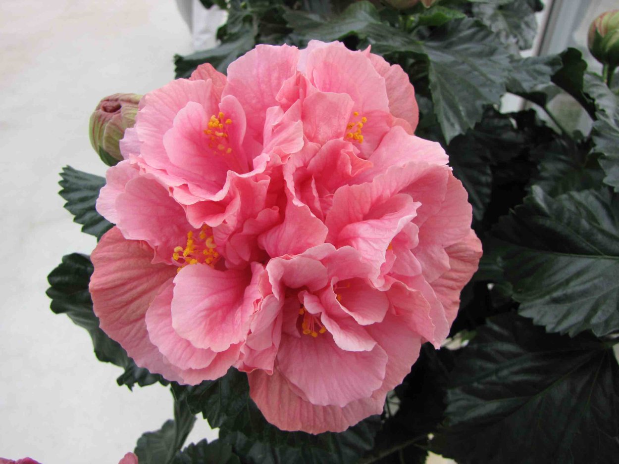 Гибискус Зарагоза