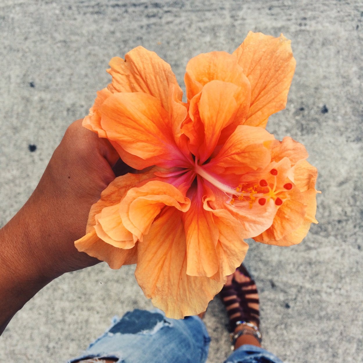 Гибискус Dark King