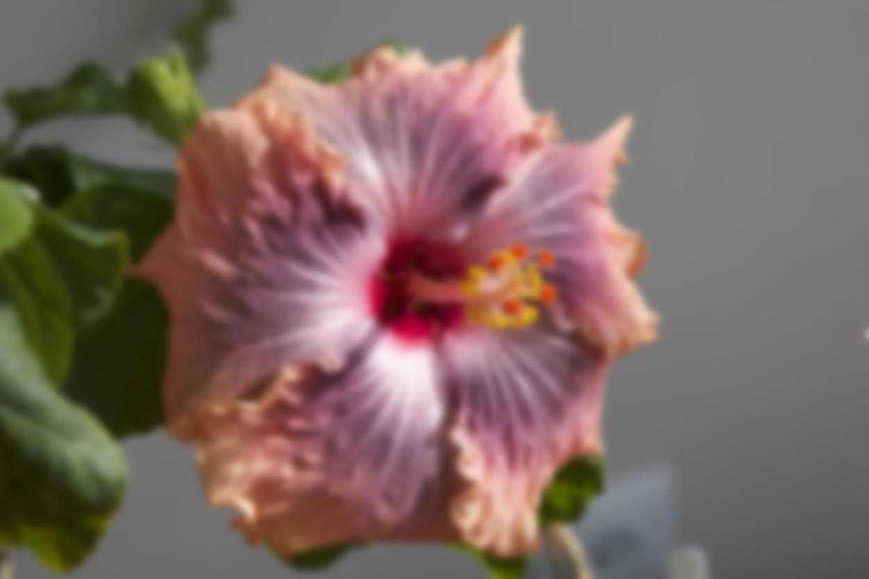 Китайская роза (Hibiscus Rosa-sinensis)