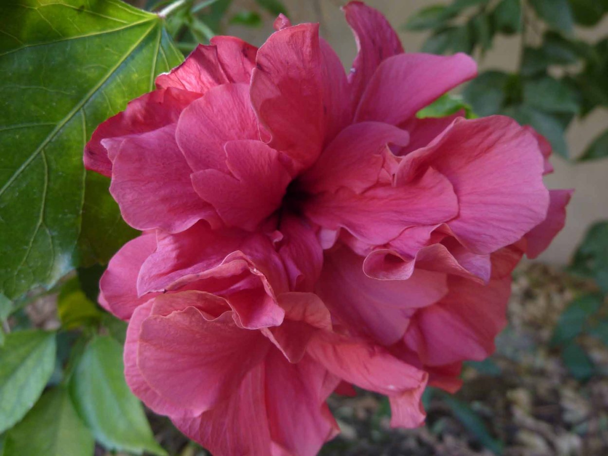 Коралловый махровый гибискус