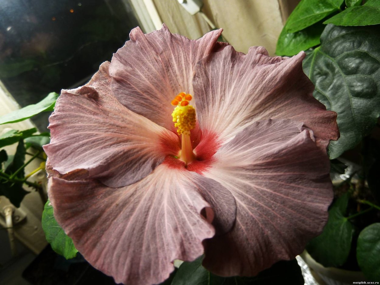 Гибискус Блэк дракон