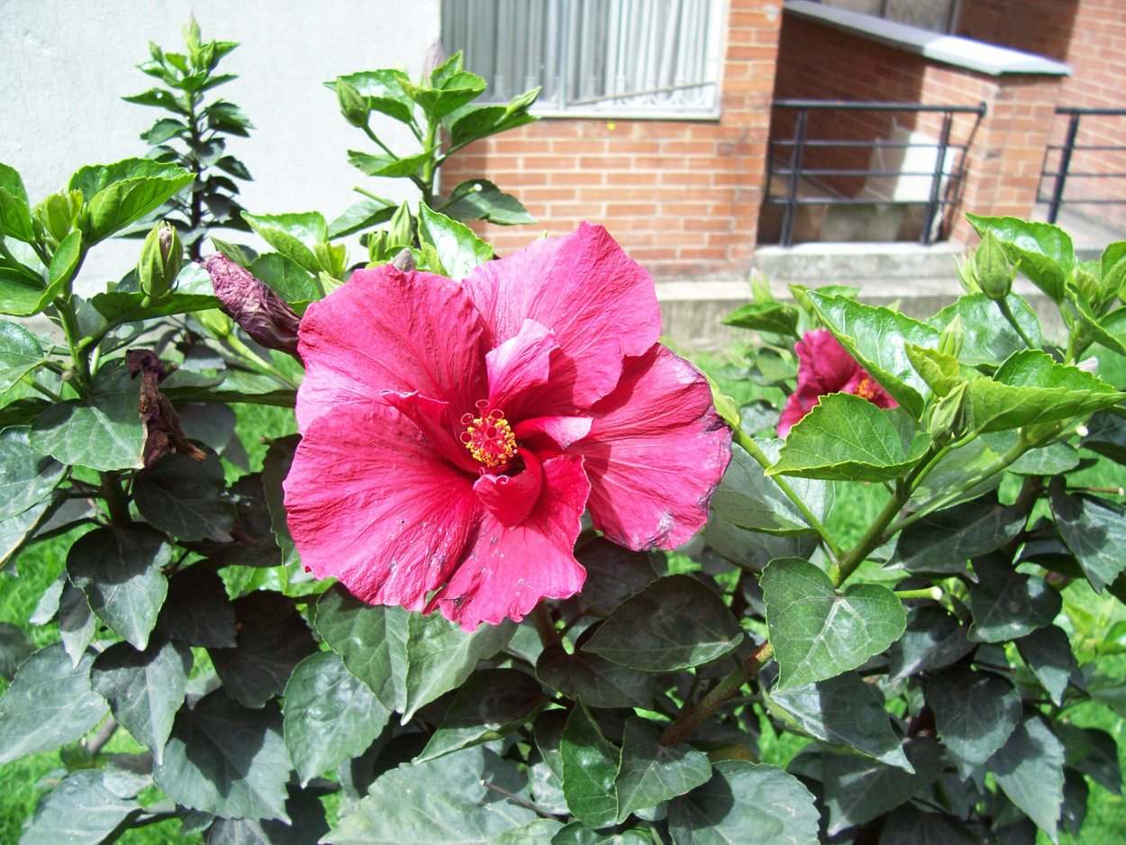 Гибискус садовый кустовой красный