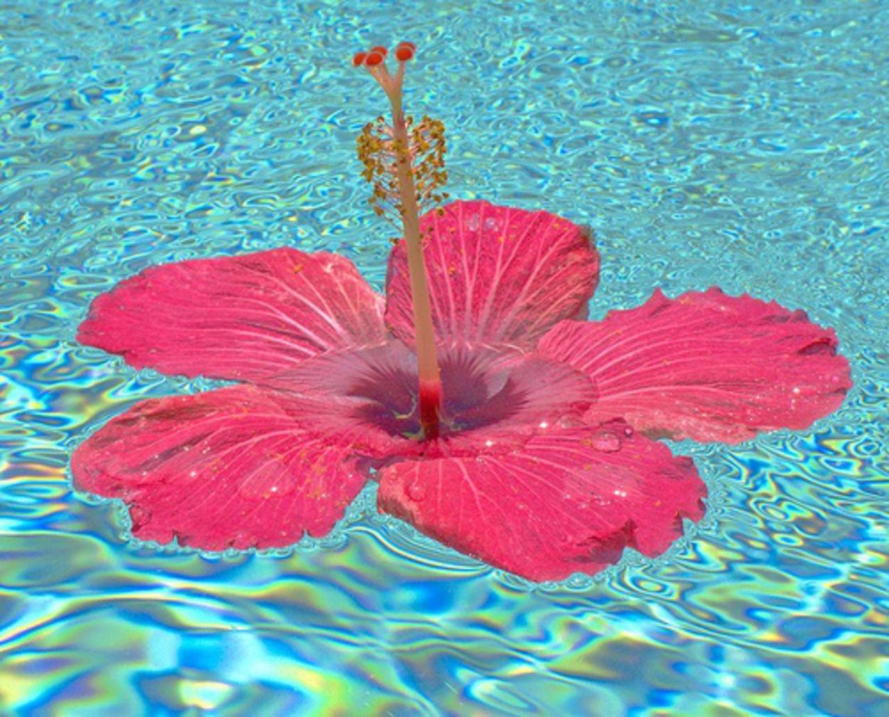 Ламинария и гибискус