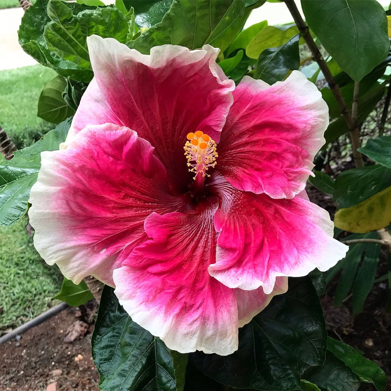 Гибискус кислый махагон