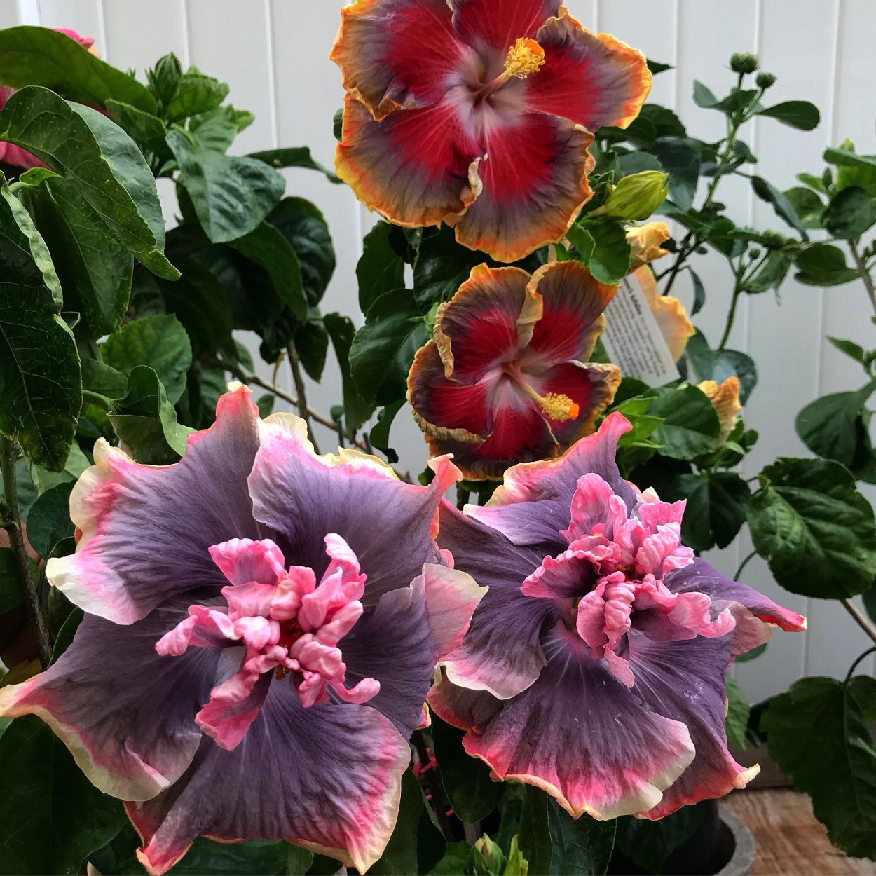 Гибискус Moorea Boondah Boo