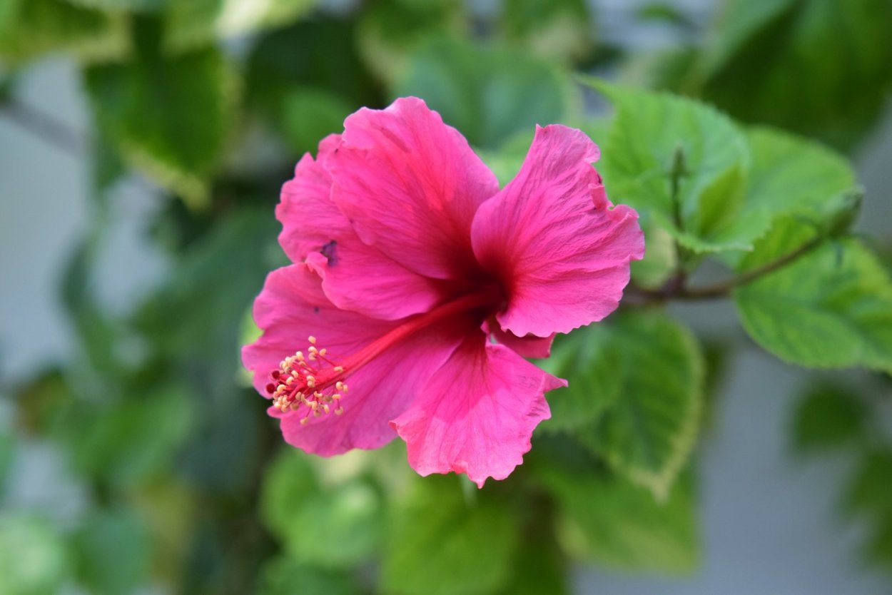 Гибискус Яблоневый цвет