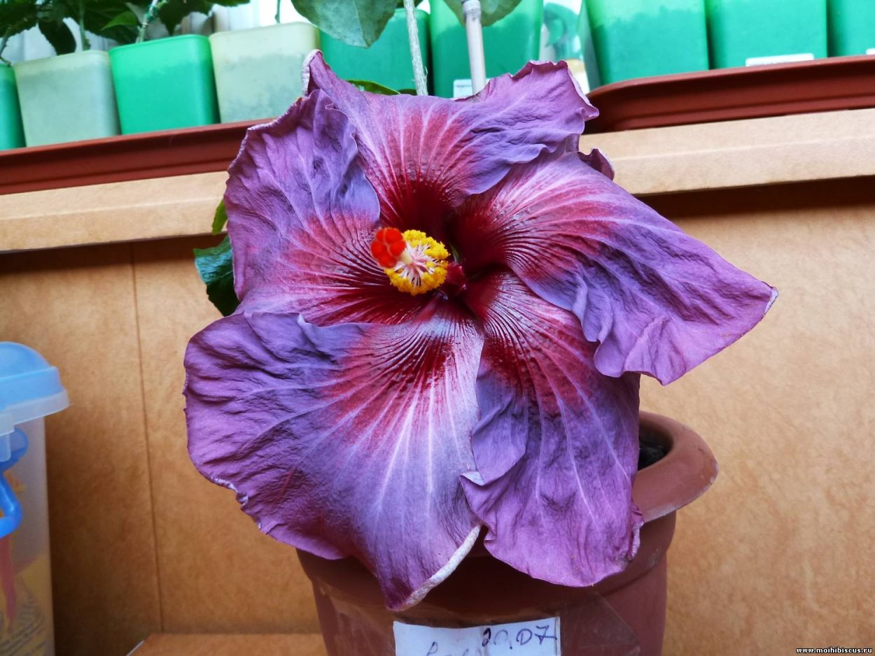 Гибискус Imperial