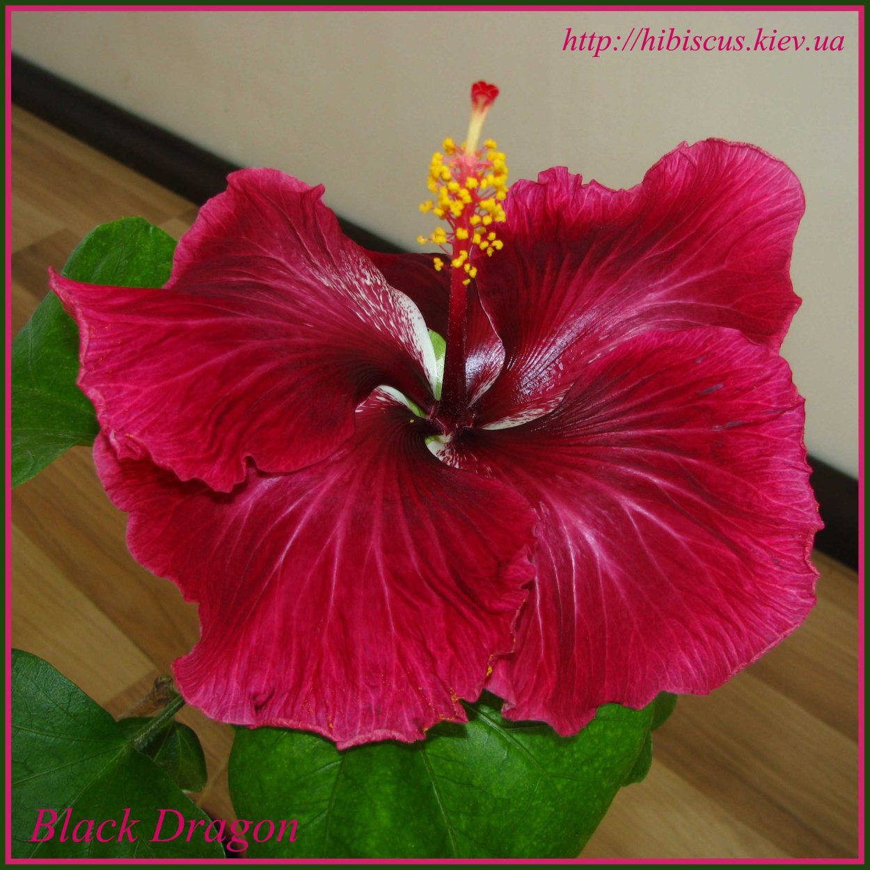 Гибискус Michelle Phillipon