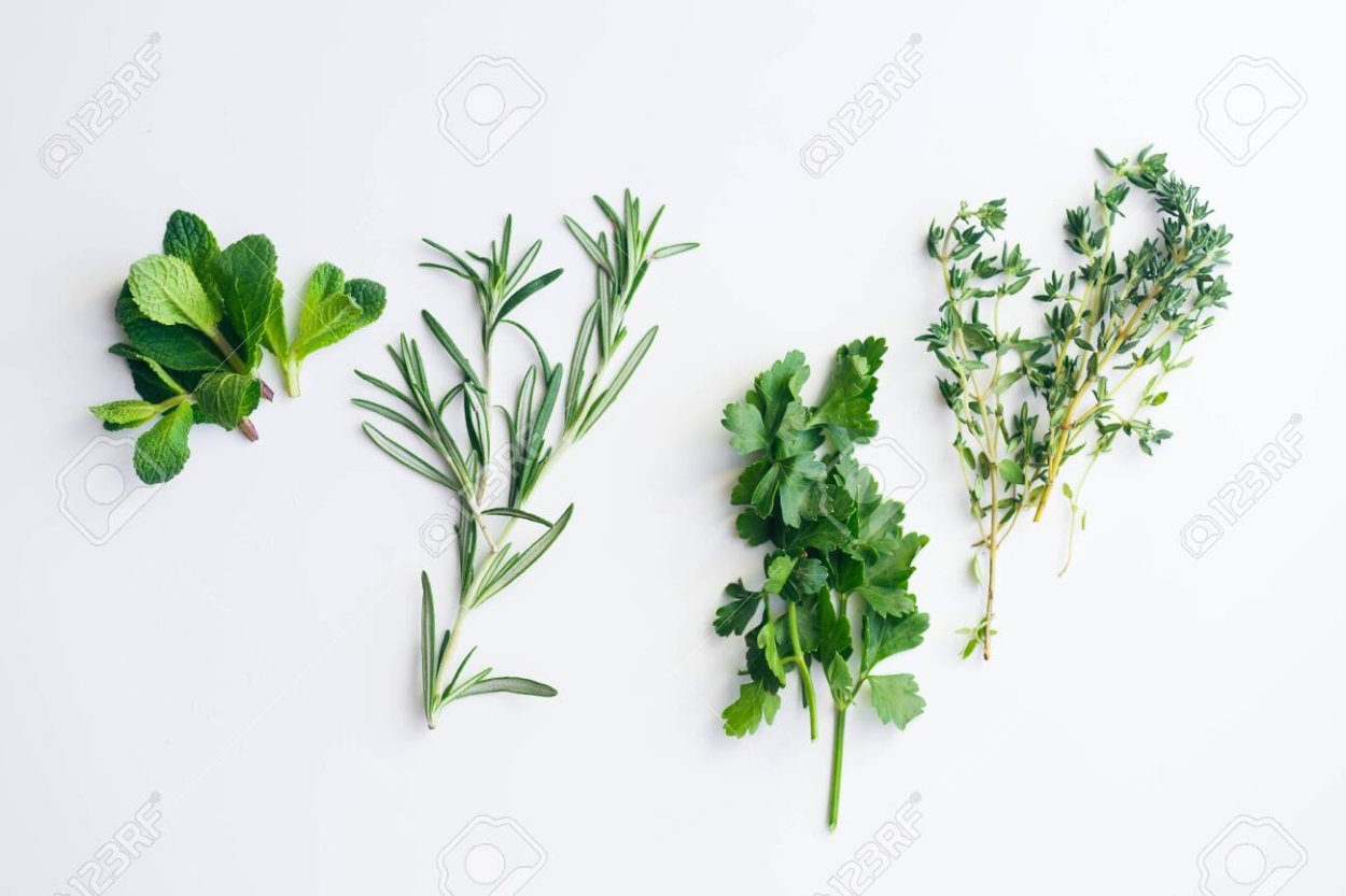 Кориандр и розмарин