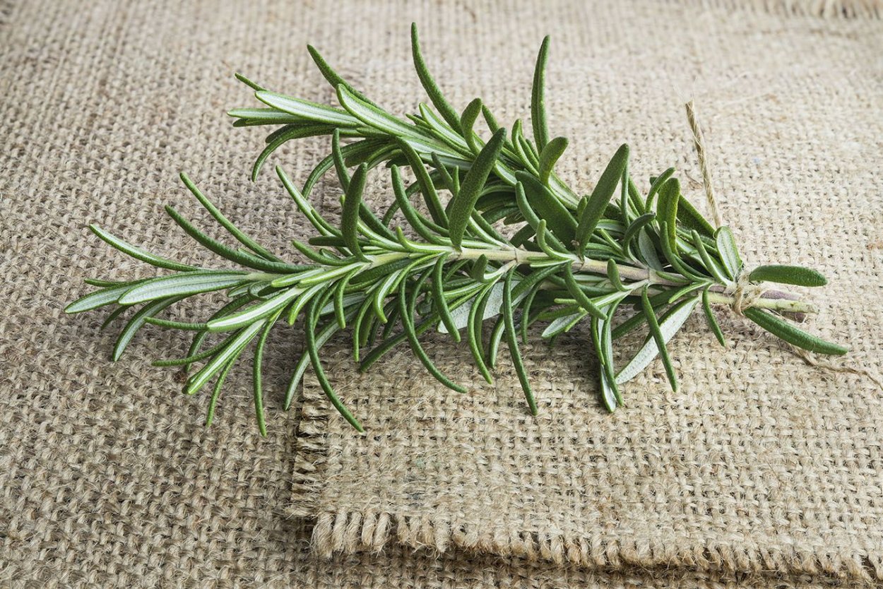 Розмарин тимьян и шалфей