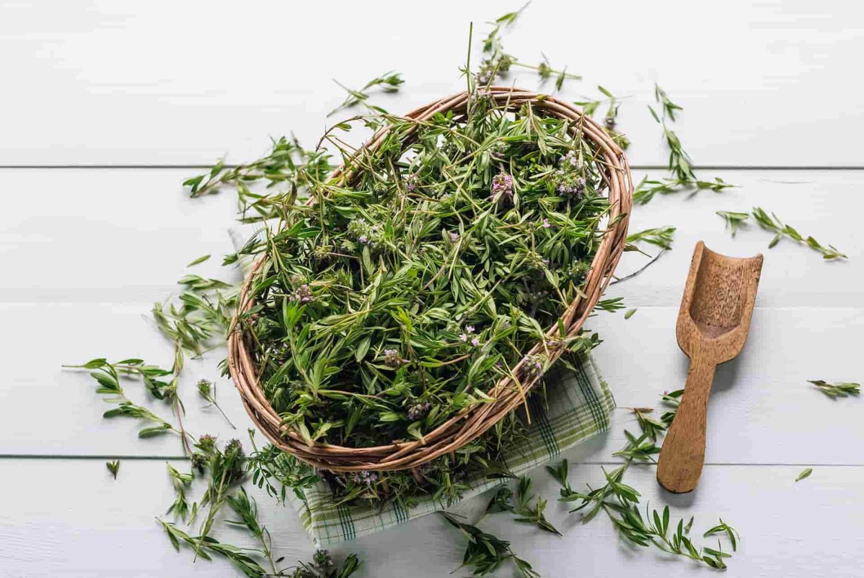 Розмарин Цитрон