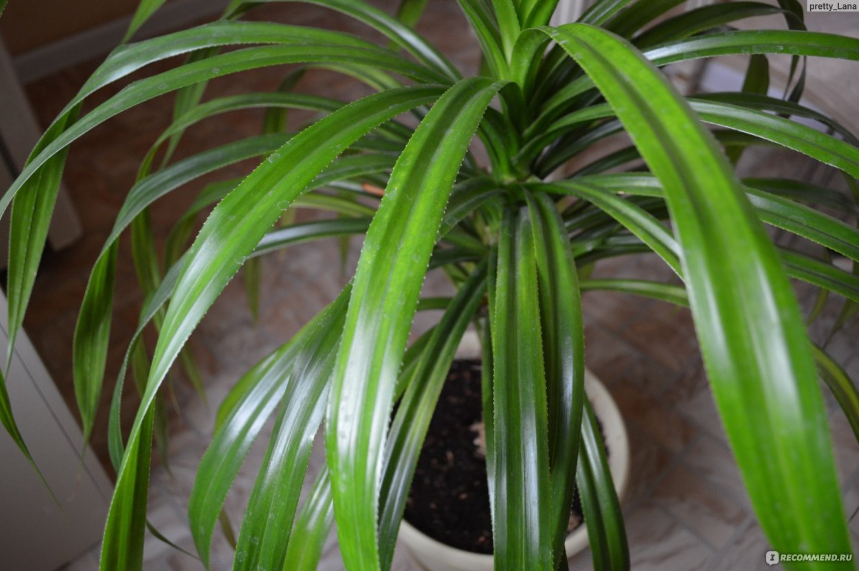 Хлорофитум панданус