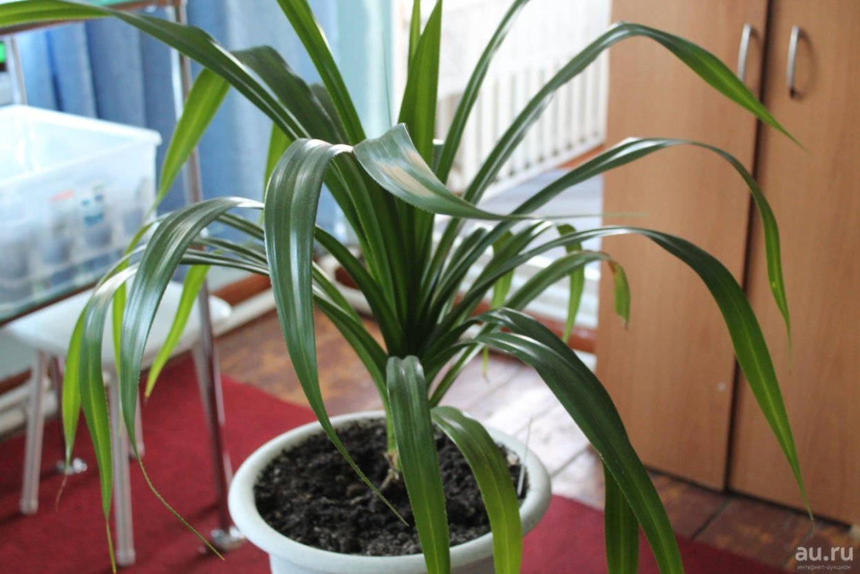 Пальма панданус Росток