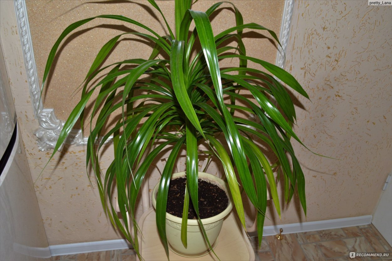Панданус комнатное растение приметы