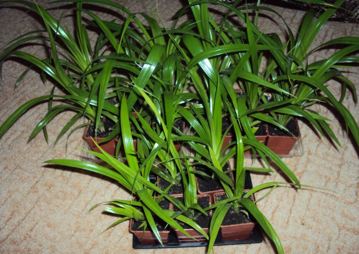 Панданус черенки