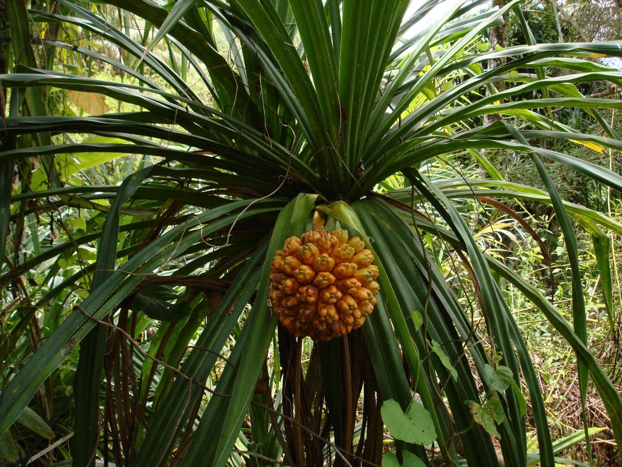 Pandanus candelabrum