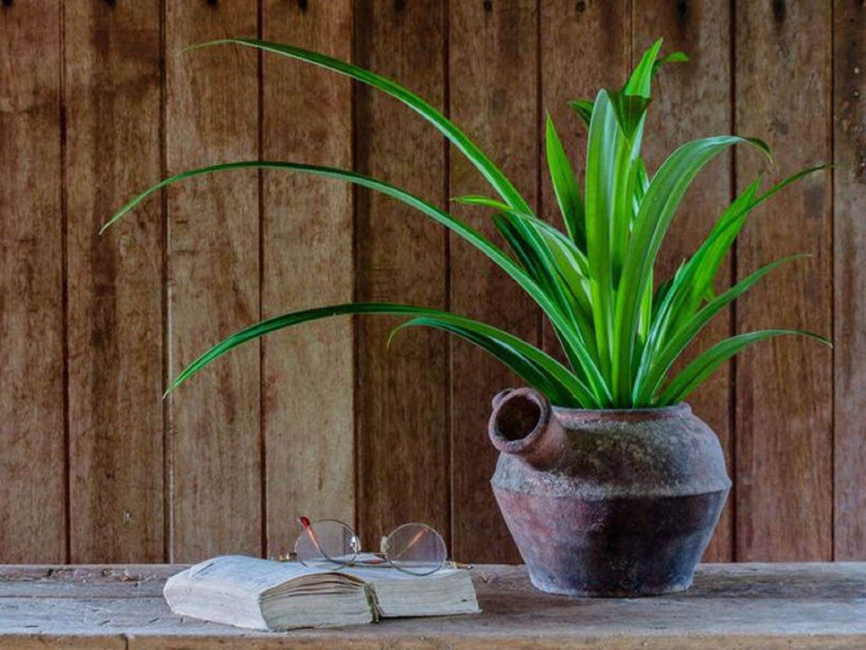 Панданус комнатное растение