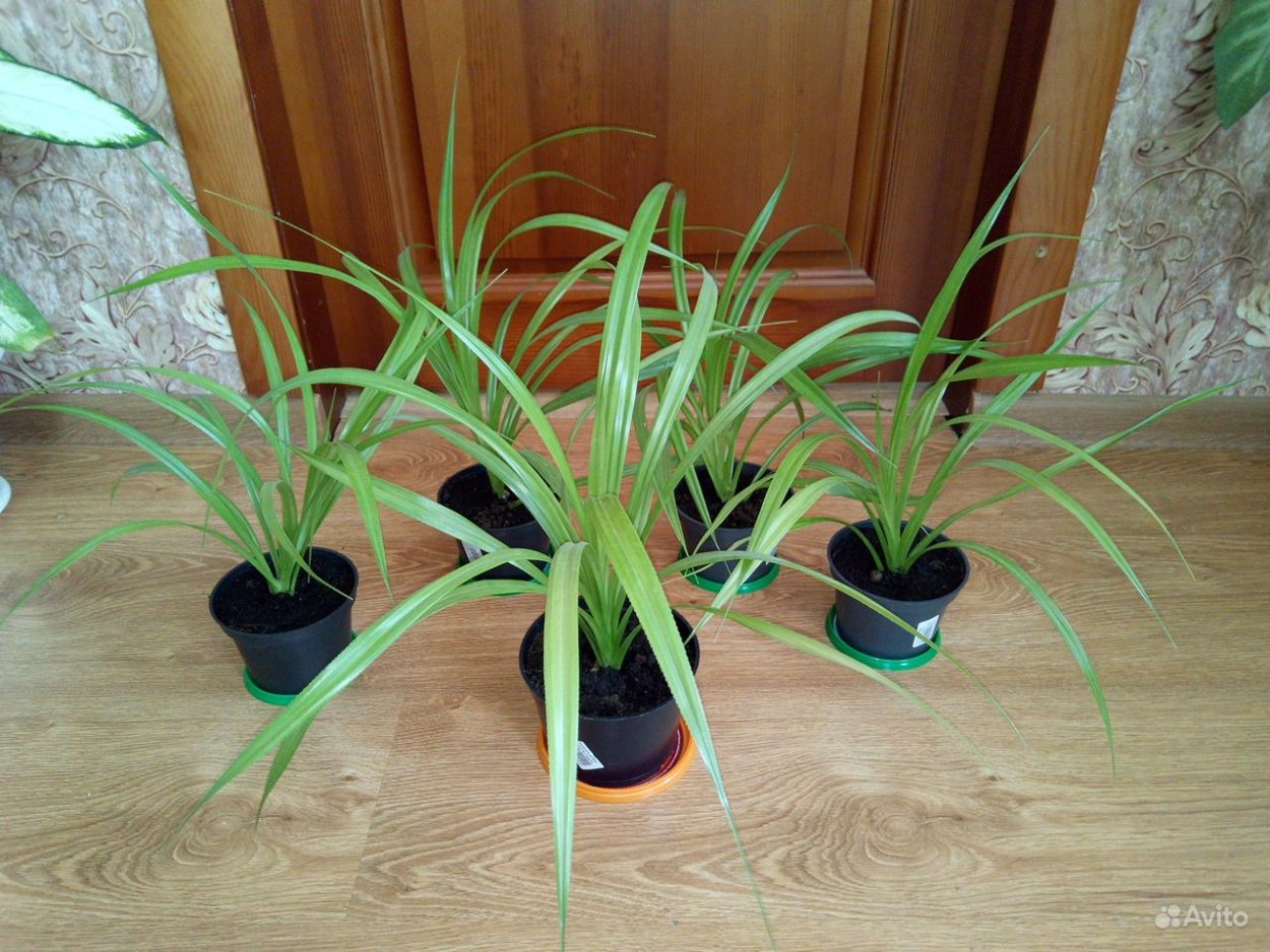 Шагающая Пальма панданус