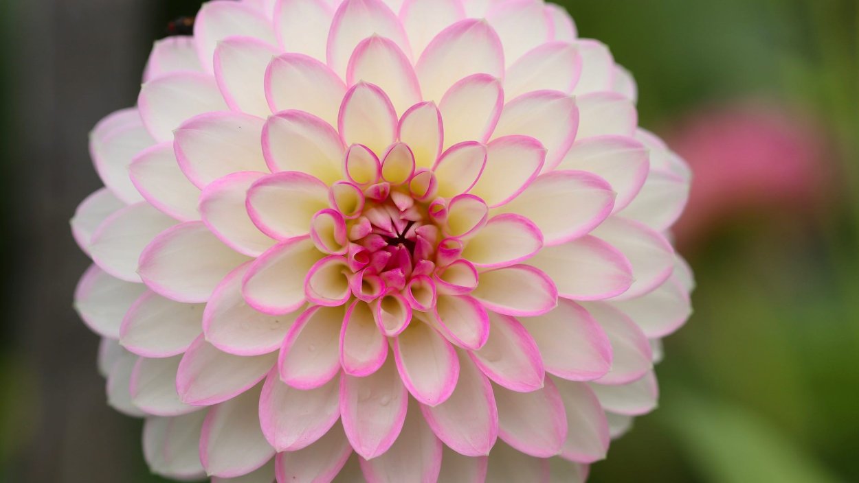 Георгины Dahlia