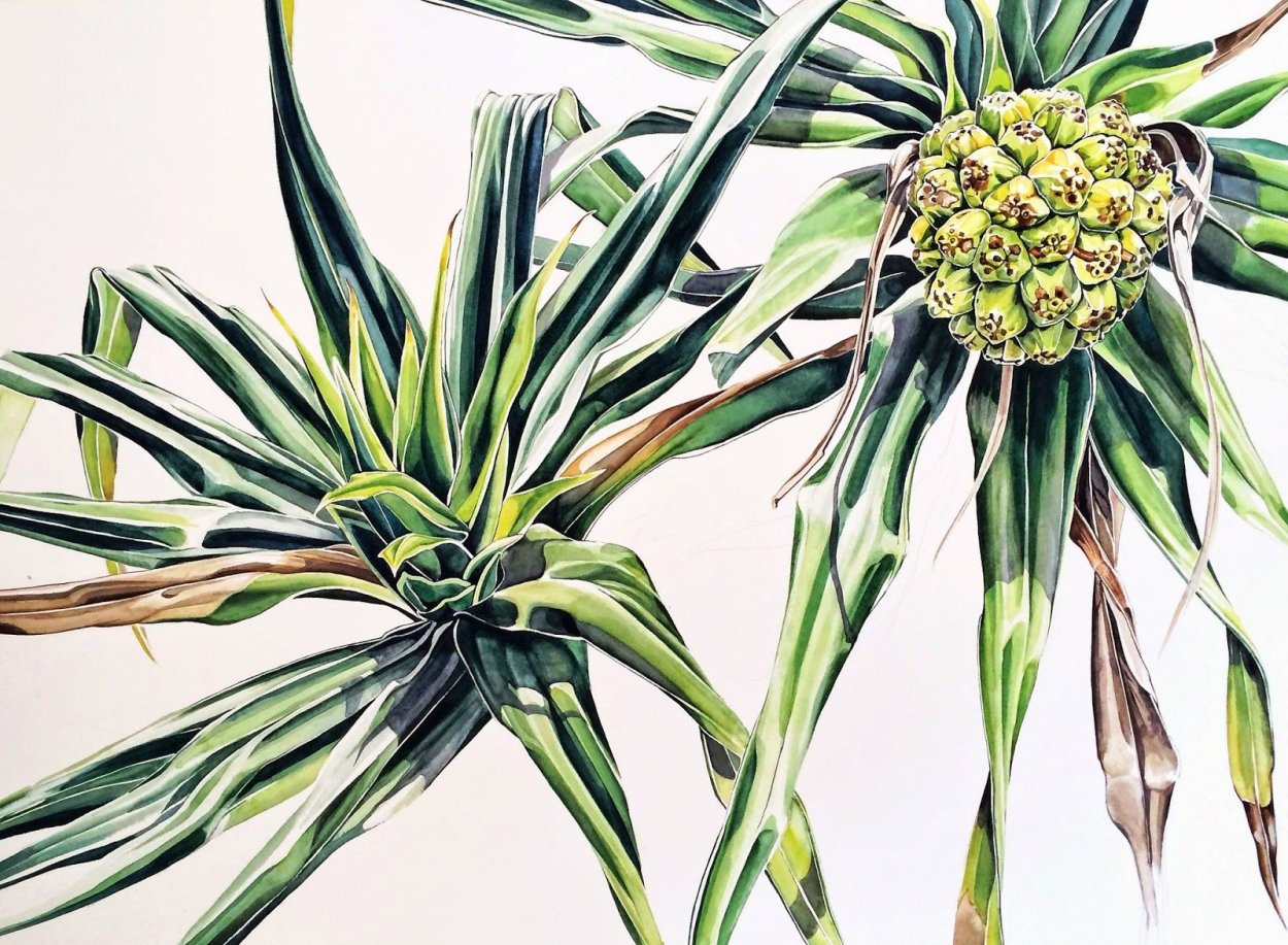 Пандан кровельный гербарии