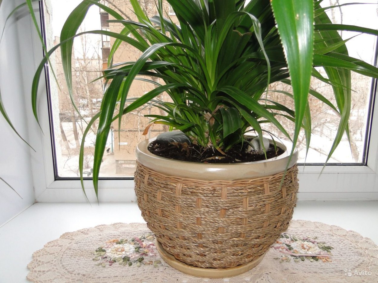 Растение панданус