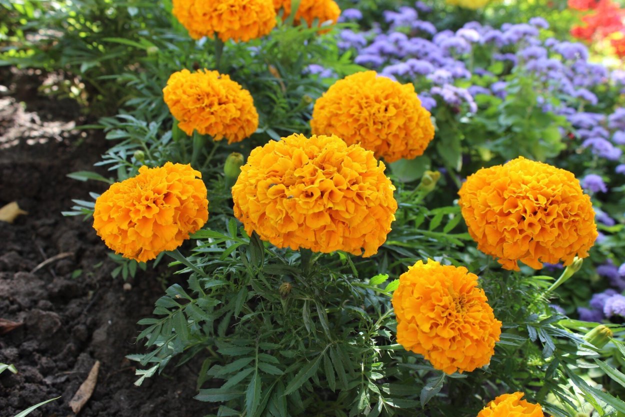 Бархатцы мандарин