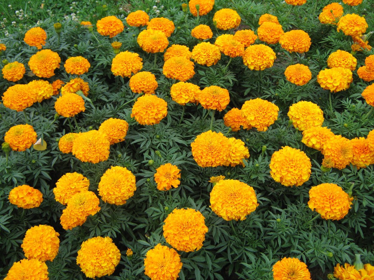 Бархатцы Тагетес прямостоячий