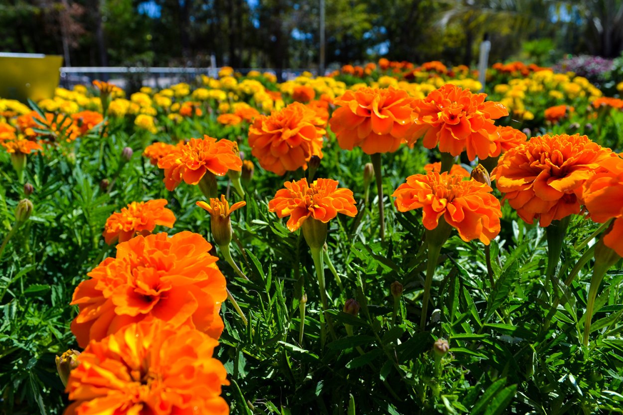 Бархатцы файерболл