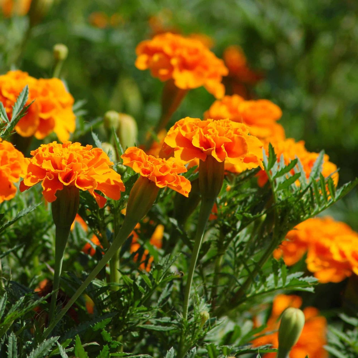 Бархатцы на рабочий стол